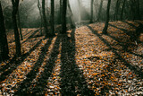 Fototapeta Big Ben - beautiful foggy forest in autumn