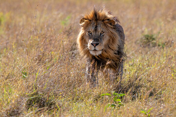 Wall Mural - Lion (Panthera leo) Male hanging aroud in the Masai Mara National Reseve in Kenya