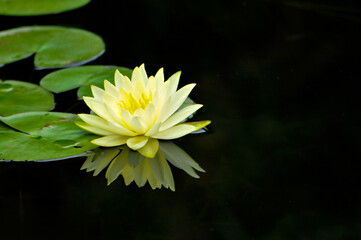 Wall Mural - Blossoming waterlily flowers