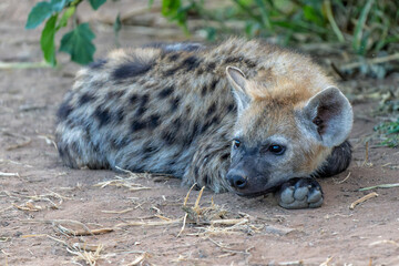 Wall Mural - playful spotted hyena pup in the early morning hanging around in mashatu game reserve in the tuli bl