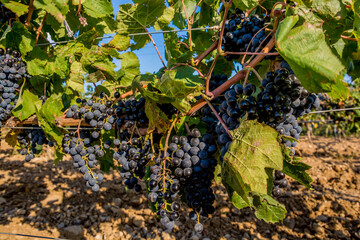 Canvas Print - Ripe grapes