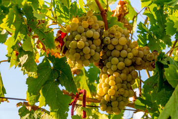 Canvas Print - Ripe grapes