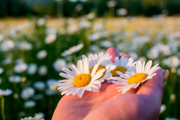 Canvas Print - camomile field