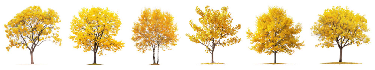 Wall Mural - Yellow autumn tree png cut out element set