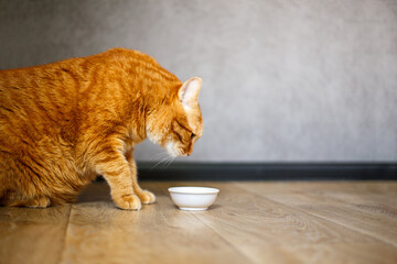 Wall Mural - Adorable purebred kitty standing with close up to white bowl with feed and looking at it on gray background on wooden floor on kitchen. Cute purebred kitten going to eat.