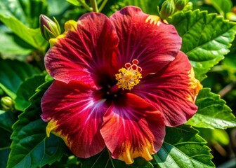 Wall Mural - Vibrant red hibiscus flower with delicate petals and prominent yellow center, isolated on a transparent background, perfect for digital designs and botanical illustrations.