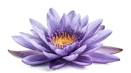 Poster - purple water lily blooming water lily flower isolated on white background with clipping path : gener