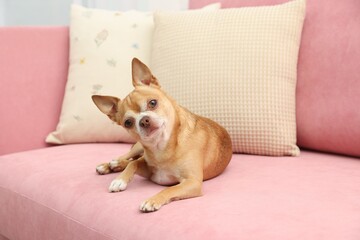 Wall Mural - Cute Chihuahua dog lying on pink sofa