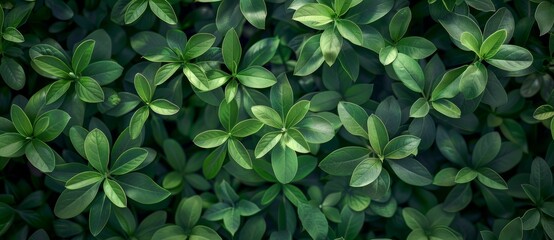 Wall Mural - Stock photo of lush foliage with vibrant green leaves.