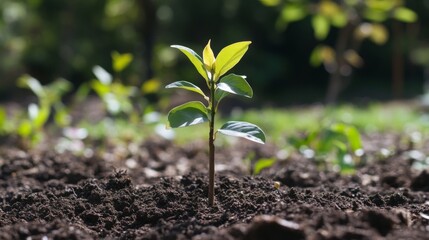 Poster - Close-up of a young tree with a small stake for support, being planted in a garden, highlighting the planting process and early care for the sapling