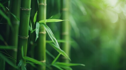 Poster - Bamboo forestgreen nature background : Generative AI