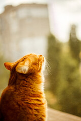 Wall Mural - Ginger brown tabby cat with green eyes looks outside from the window.