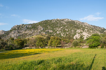 Meadow of yellow daisies with woodland and forest area in the background. Beautiful summer colorful panoramic landscape of flower meadow with daisies against blue sky with clouds.