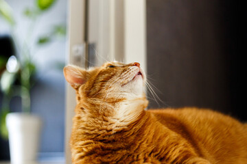 Wall Mural - Adorable fat ginger domestic cat take a relax on wooden floor. Orange kitty sleeping and happy.