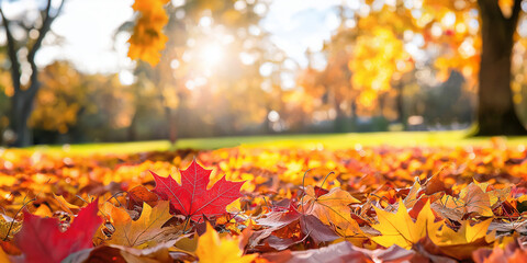 Wall Mural - sunny autumn landscape of colorful forest with autumn leaves in bright colors