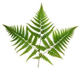 Sticker - PNG Plant fern leaf freshness.