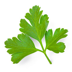 Wall Mural - Raw Parsley leaf. Parsley isolated on white background. Fresh Parsley  closeup. .