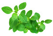 © nataliazakharova - Raw Oregano or Marjoram leaves isolated on white background. Fresh  oregano  herb close up.