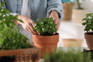 Wall Mural - Woman transplanting herb into pot at table indoors, closeup