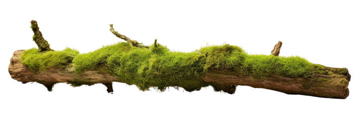 Poster - PNG Fresh green moss on rotten branchs plant tree white background.