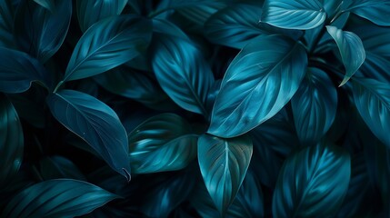 Wall Mural - Closeup detail macro texture bright blue green leave tropical forest plant spathiphyllum cannifolium in dark nature backgroundCurve leaf floral botanical abstract desktop wallpaperwebs : Generative AI