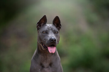 Wall Mural - Thai ridgeback dog detail of head