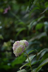 Wall Mural - Pink hydrangea flowers among leaves, Hydrangea macrophylla on bokeh garden background.