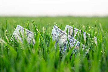 American one hundred dollar bills in green grass, close up. Growth of investment, savings, financial wealth, shown by laying money on the fresh green lawn as symbol