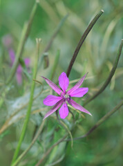 Poster - Beautiful close-up of epilobium dodonaei