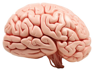 Sticker - PNG Medical science dessert brain.