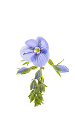 Sticker - veronica flowers isolated