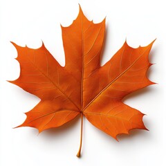 Canvas Print - A single leaf of a maple tree is shown on white background, AI