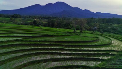 Wall Mural - Beautiful morning view indonesia. Panorama Landscape paddy fields with beauty color and sky natural light