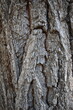 © UMIT - bark texture of ulmus minor