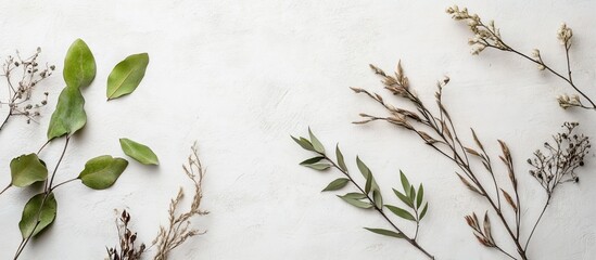 Poster - Flat lay arrangement featuring branches with green leaves and dried plants on a light backdrop. with copy space image. Place for adding text or design