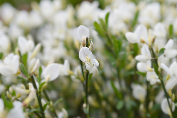 Poster - Broom White Lion flowers