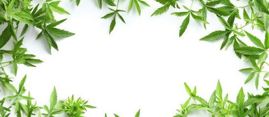 Poster - Herbal frame with Artemisia absinthium absinthe absinthium wormwood leaves on a white background copyspace