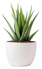 Poster - PNG Aloe vera plant xanthorrhoeaceae white background.