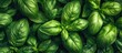 © vxnaghiyev - Fresh basil plant in a pot on a textured background Fresh organic basil leaves Spices Vegan Home gardening in the kitchen Home planting and food cultivation Basil plant Copy space