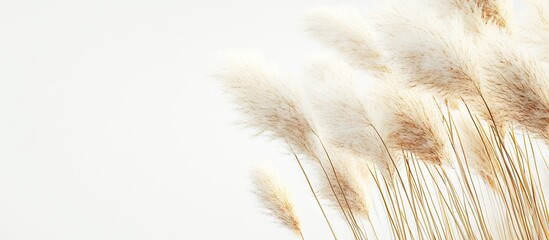 Fototapete - Japanese pampas grass in late autumn Background material for the season. with copy space image. Place for adding text or design