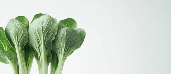 Leinwandbilder - Baby pak choi against a white background. with copy space image. Place for adding text or design