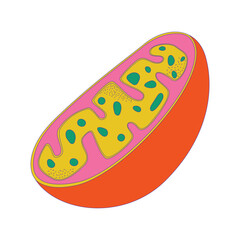 Poster - Cell educative model 2D cartoon object. Learning biology lesson. Natural science class isolated flat vector element white background. School education essentials color spot illustration