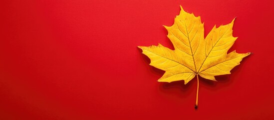 Poster - A yellow maple leaf is placed against a red background. with copy space image. Place for adding text or design