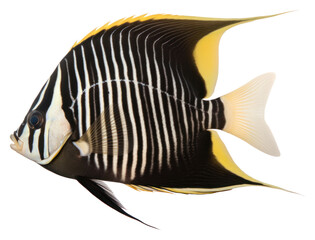 Poster - PNG Animal fish pomacanthidae pomacentridae.