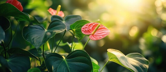 Aufkleber - Selective focus on anthurium vittarifolium plants viewed from beneath in the sunlight. with copy space image. Place for adding text or design