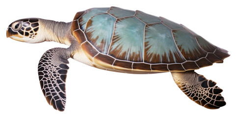 Sticker - PNG A sea turtle swimming reptile animal white background.