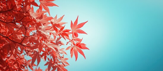 Poster - Japanese maple against a blue sky backdrop Red Japanese maple in the garden Street photo with no people selective focus copyspace for text