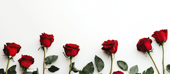 Poster - stunning red roses against a white background. with copy space image. Place for adding text or design