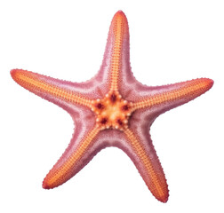 Poster - PNG Starfish animal sea white background.