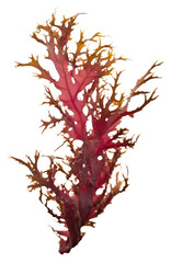 Poster - PNG Ocean seaweed white background underwater undersea.